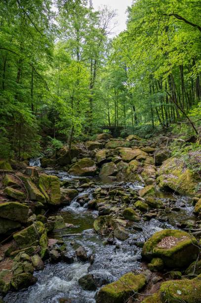 istock Tranquil mountain stream cutting through the lush green Ilse valley in Germany. 1494219657