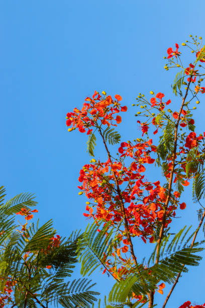 istock Vibrant Red Blooms in a Clear Blue Sky 1494219725