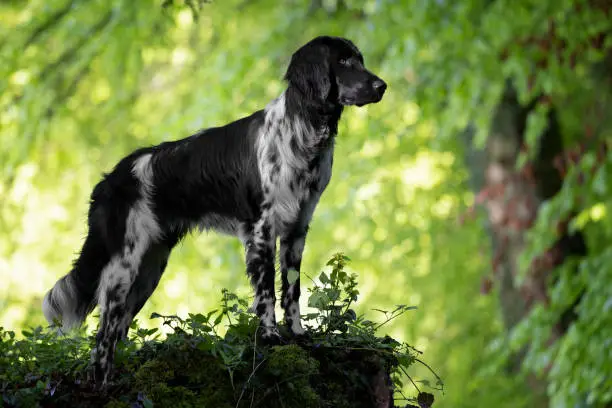 German Large Münsterländer hunting dog  - munsterlander breed