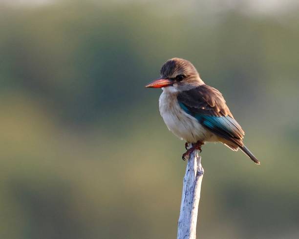 istock Brown-hooded Kingfisher 1494221161