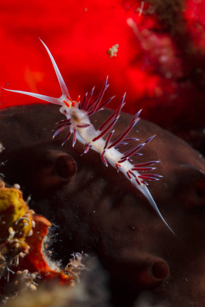 Abstract. Sea life Nudibranch Underwater beauty Scuba diver point of view