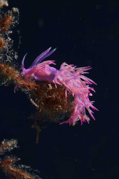 istock Abstract Sea life Nudibranch Underwater beauty 1494223366