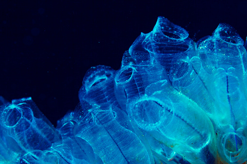 Macro Glass sponge, Sea life Salp  Scuba diver point of view