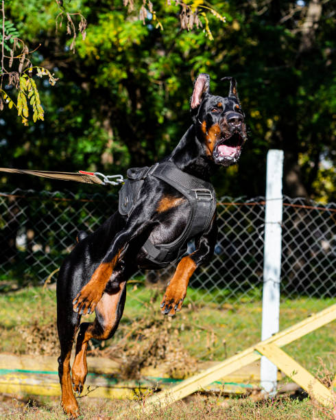 istock portrait of Doberman breed dog 1494224932