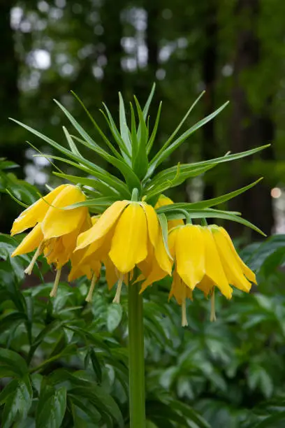 Beautiful yellow flowers closeup picture plants beauty in nature closeup picture flowers garden yellow flowers.