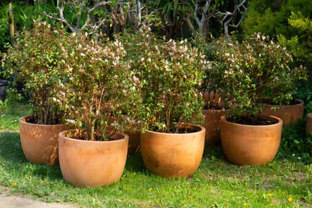 istock plant in a pot in a garden seedling nursery. 1494226174