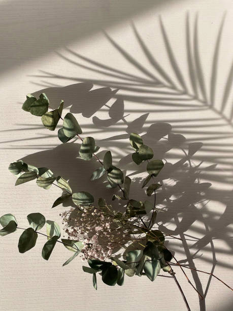 istock Shadow or silhouette on a white textured wall from hard sunlight and palm leaves 1494226498