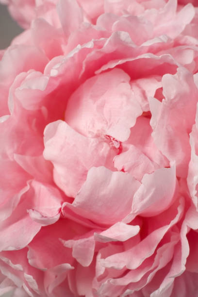 istock pink summer peony flower closeup with pretty baroque spiral pattern 1494226499