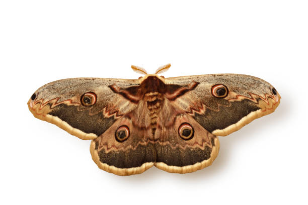 istock Emperor moth - Saturnia pavonia on white background 1494227824