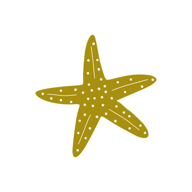 istock Starfish. Atlantic star. Marine Animal Vector illustration on white background. 1494227909