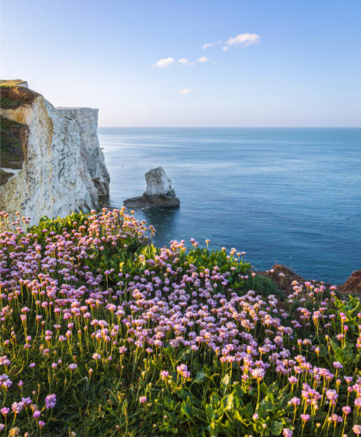 seaford head sea thrift - sussex fotografías e imágenes de stock