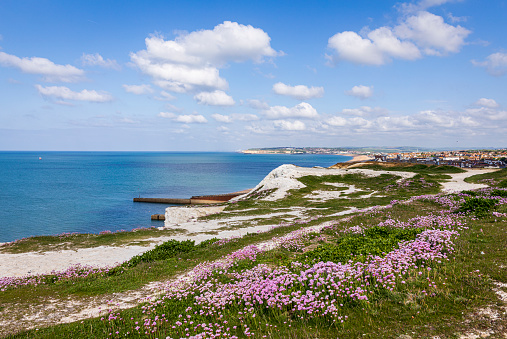 May pink sea thrift growing on the cliffs edge at Seaford Head south downs East Sussex south east England