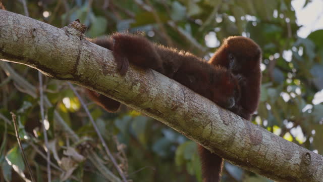 Titi monkeys on a branch in the Amazon rainforest, grooming