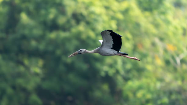 istock The Asian openbill or Asian openbill stork (Anastomus oscitans) 1494233562