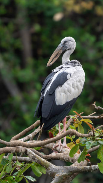 istock The Asian openbill or Asian openbill stork (Anastomus oscitans) 1494233595