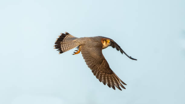 istock The red-necked falcon (Falco chicquera) 1494233838