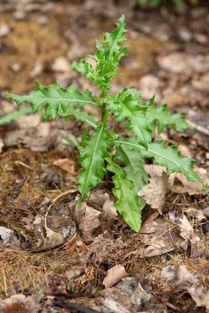 Photo of Thistle weed in woodchip