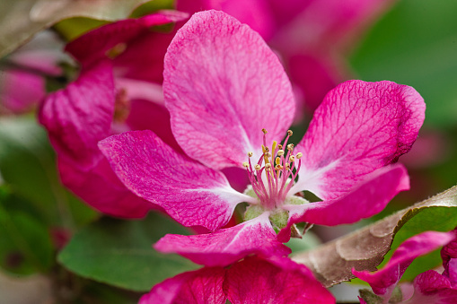 closeup of crab apple ornamental tree in bloom in the spring.