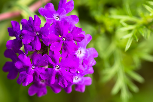 macro shot Cluster of purple flowering plant in backyard garden