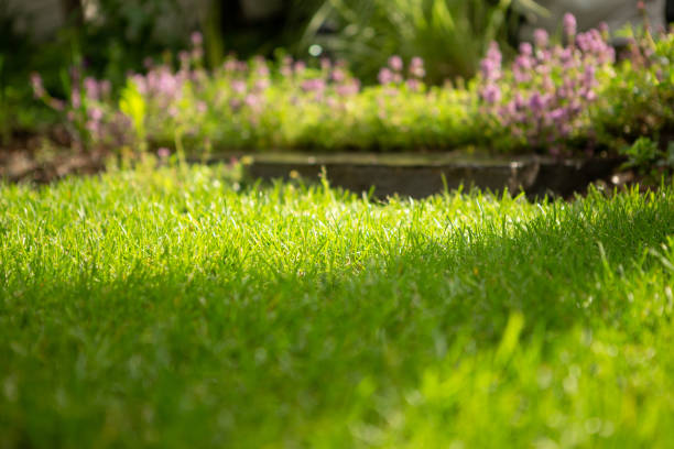 istock Healthy lawn in backyard garden 1494236719