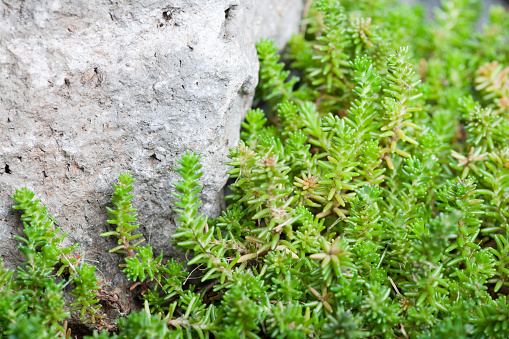 Tasteless stonecrop plant crawling against rock in  backyard garden