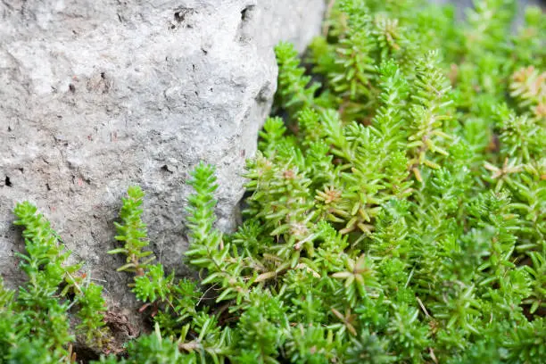 Tasteless stonecrop plant crawling against rock in  backyard garden