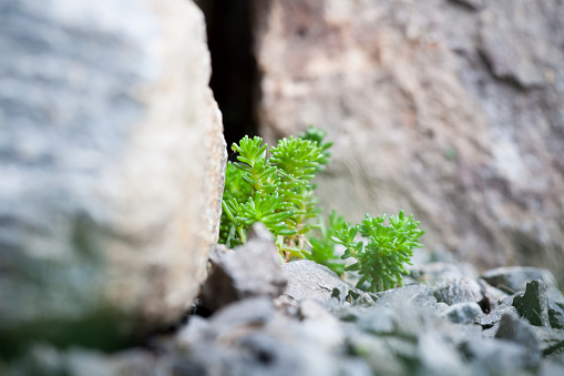 tiny seedling of Tasteless stonecrop plant crawling against rock in  backyard garden