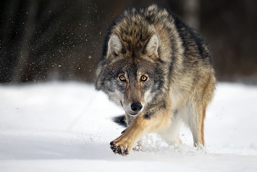 A closeup of a grey wolf in a forest covered in the snow in Belarus