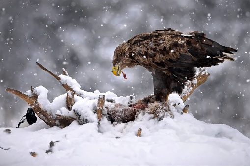 A white-tailed eagle hunting in a forest covered in the snow in Belarus