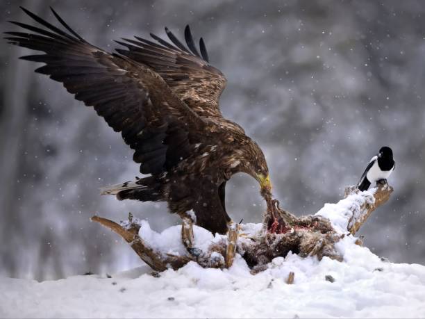 istock White-tailed eagle hunting in a forest covered in the snow in Belarus 1494237724
