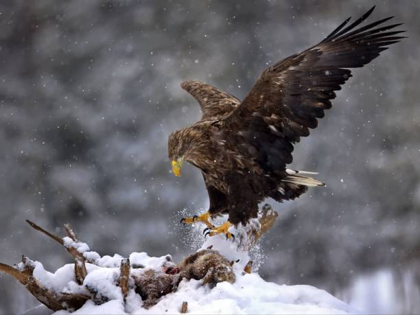 istock White-tailed eagle hunting in a forest covered in the snow in Belarus 1494237736