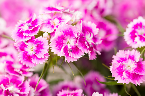 Pink Cluster flowering bloom up close. A popular fragrant biennial garden plant, Sweet William or Dianthus barbatus.