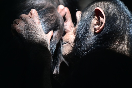 Female Chimpanzee (Pan troglodytes)  grooming male Chimp great ape
