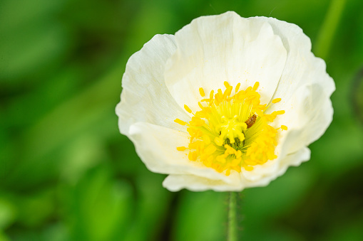 beautiful butter cup yellow flower with green background in the garden during summer