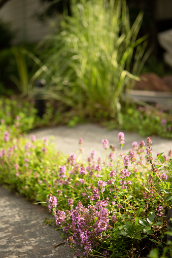 Stepping stone path surrounded with crawling in bloom thyme