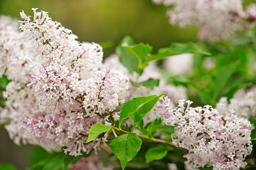 spring lilacs, Illinois, USA