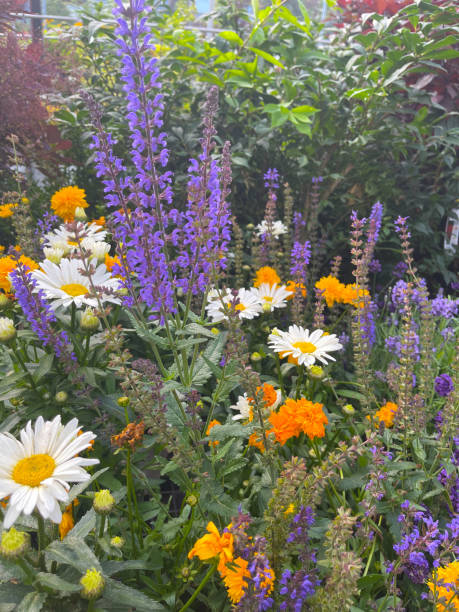 flores de salvia púrpura en el jardín - daisy multi colored flower bed flower fotografías e imágenes de stock