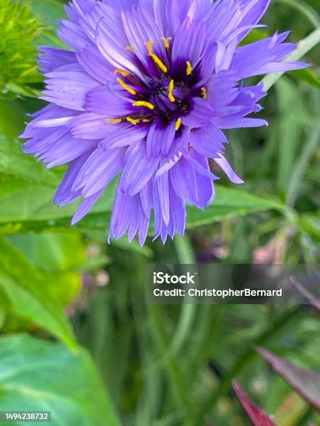 Purple Cupids Dart Flower Stock Photo - Download Image Now - Alberta, Back Yard, Blossom