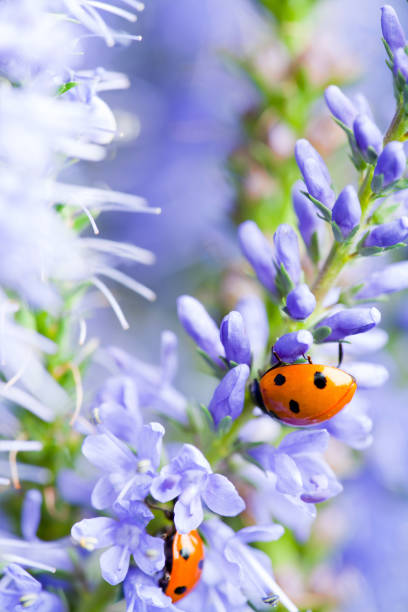 istock Lady bugs crawling on blue veronica flowers 1494238785