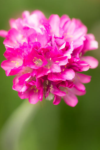 Single small pink flowering bloom close up