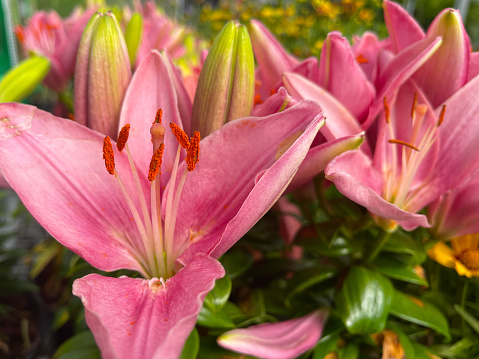 Yellow Asiatic Lilies in a flower garden