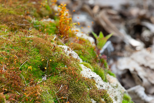 Rock covered with moss up close in summer