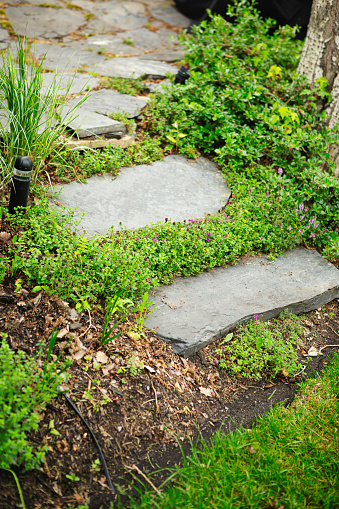 Stepping stone path surrounded with crawling thyme perennials