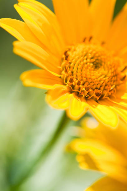 Vibrant yellow summer flowers