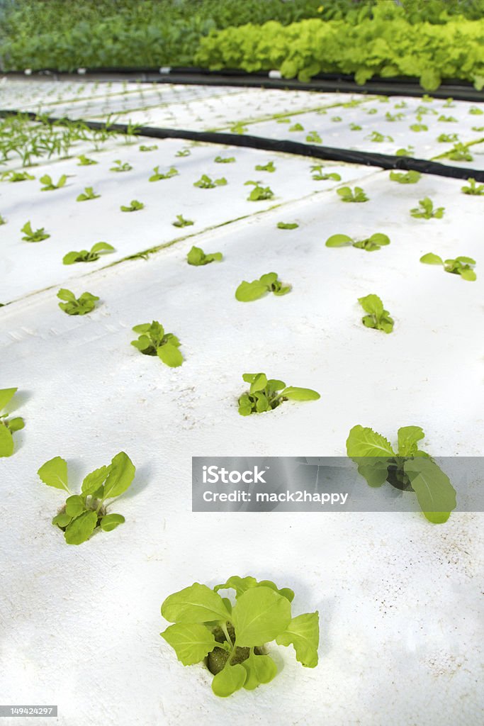 hydroponic Gemüs'aus Bio-Baumwolle - Lizenzfrei Hydrokultur Stock-Foto