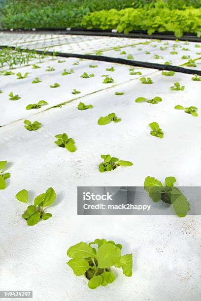 Hydroponic Gemüsaus Biobaumwolle Stockfoto und mehr Bilder von Hydrokultur - Hydrokultur, Blatt - Pflanzenbestandteile, Fotografie