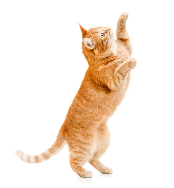 cat stands on its hind legs with its front paws raised ginger cat stands on its hind legs and reaches up on a white isolated background begging animal behaviour stock pictures, royalty-free photos & images