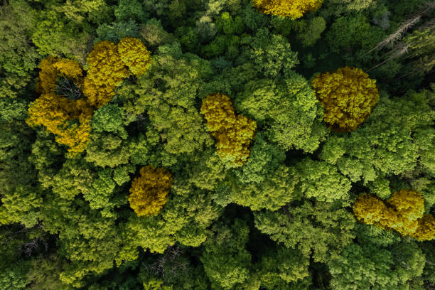 istock panoramic view of the green forest (aerial) 1494244300