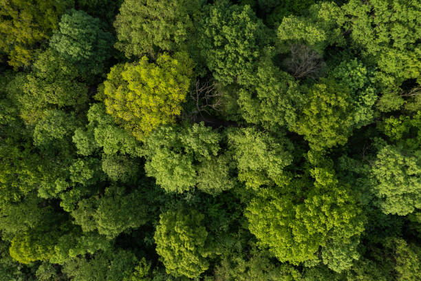 istock panoramic view of the green forest (aerial) 1494244846