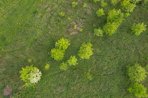 aerial view of tree crowns in the meadow